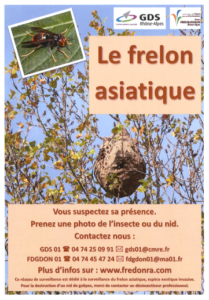 Frelon asiatique