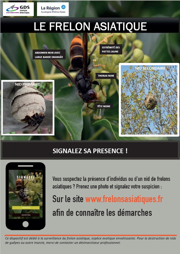 Frelon asiatique en Auvergne Rhône-Alpes